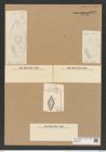 Coscinodiscus rhombicus Grun. (de-Toni-Nr.: Genus 202, Species 5195) Zeichnungen Sammlung Grunow Nr. 8909 (NHMW-BOT-W0378572)